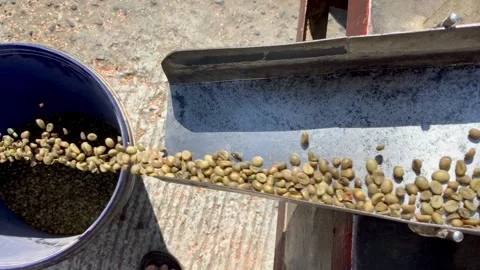 Raw Coffee Beans Falling into a Bucket for Processing Stock Footage 343477383