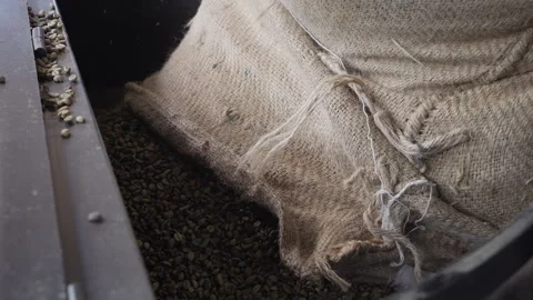 Raw Coffee Beans Falling on Packaging Machine Stock Footage 285826488