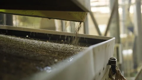 Raw Coffee Beans Falling on Packaging Machine Stock Footage 285827053