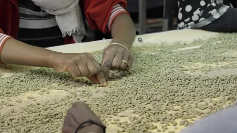 Raw Coffee Beans Falling on Packaging Machine Stock Footage 288668564