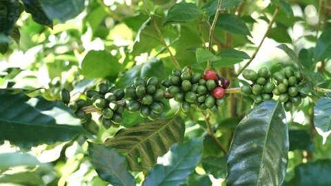 Raw coffee beans Stock Footage 127960371
