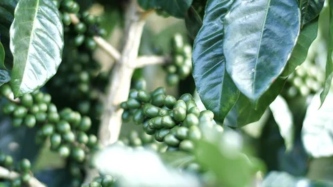 Raw coffee beans Stock Footage 127960437
