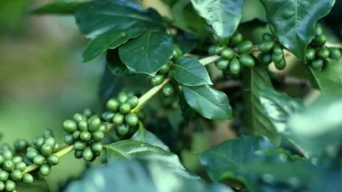 Raw coffee beans  Stock Footage 128020485