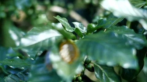 Raw coffee beans  Stock Footage 128020528