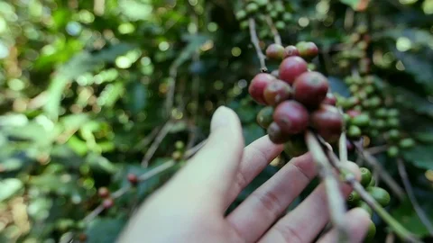 Raw coffee beans  Video stock 128020763
