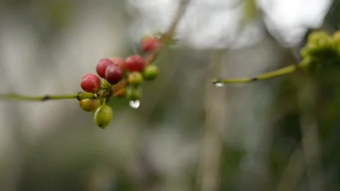 Raw Coffee Beans Stock Footage 147099165