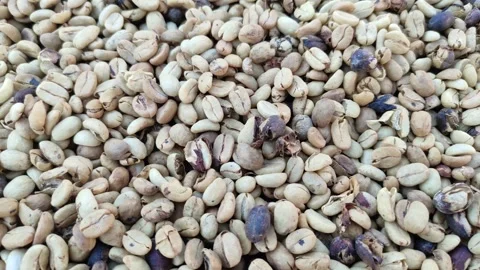 Raw coffee beans Vidéo 281527996