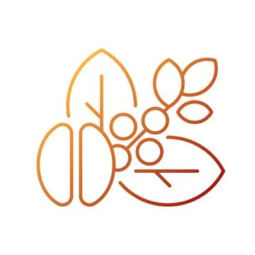 Raw coffee beans gradient linear vector icon Stock-Illustration