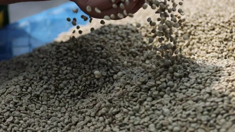 Raw Coffee beans in the hand in slow motion Stock Footage 170444444
