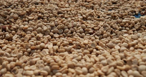 Raw coffee beans heap dry green seed unroasted grain in eco farm. Aroma espresso Stock Footage 231611396