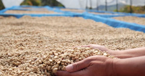 Raw coffee beans heap dry green seed unroasted grain in eco farm. Aroma espresso Видео 232293188