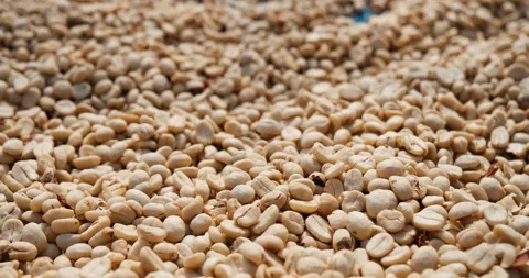 Raw coffee beans heap dry green seed unroasted grain in eco farm. Aroma espresso Stock-Footage 233578211