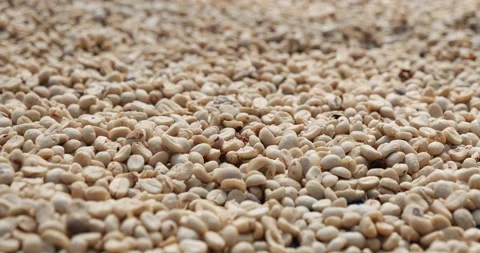 Raw coffee beans heap dry green seed unroasted grain in eco farm. Aroma espresso Vídeo Stock 233581387