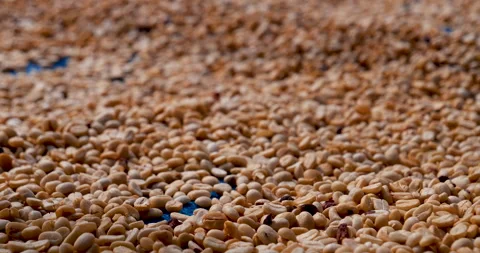Raw coffee beans heap dry green seed unroasted grain in eco farm. Aroma espresso Stock Footage 279960063