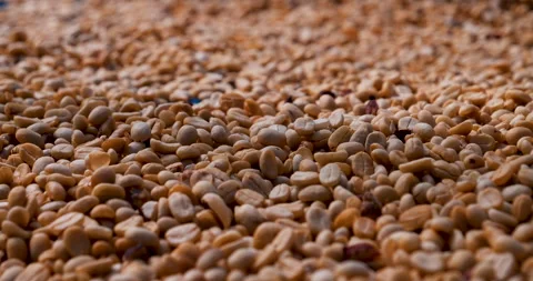 Raw coffee beans heap dry green seed unroasted grain in eco farm. Aroma espresso Stock Footage 279961004