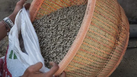 Raw coffee beans, Java, Indonesia Stock Footage 282702235