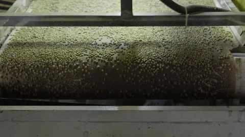 Raw Coffee Beans Lie on the Conveyor Stock Footage 285827596