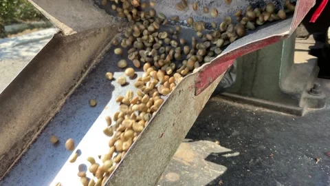Raw Coffee Beans Moving on Industrial Conveyor Belt Stock Footage 343477479