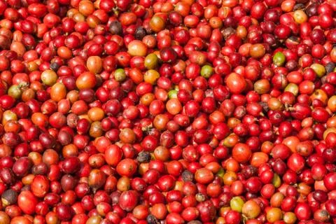 Raw coffee beans Stock Photos