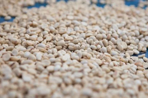 Raw coffee beans Stock Photos