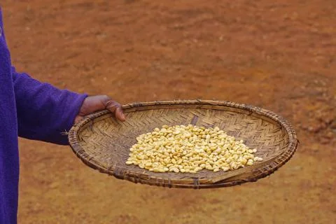 Raw coffee beans Stock Photos