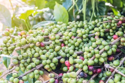 Raw coffee beans Stock Photos