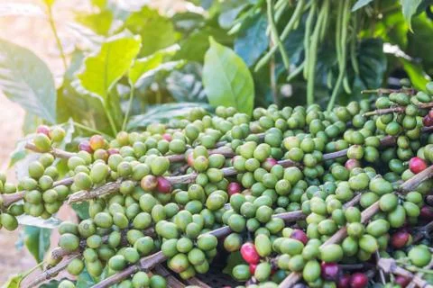 Raw coffee beans Foto stock