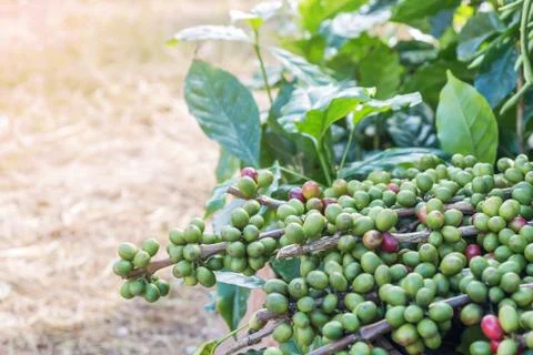 Raw coffee beans Foto stock