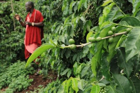Raw coffee beans Stock Photos