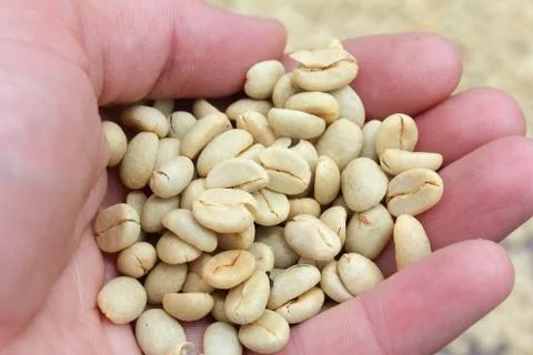 Raw coffee beans Stock Photos