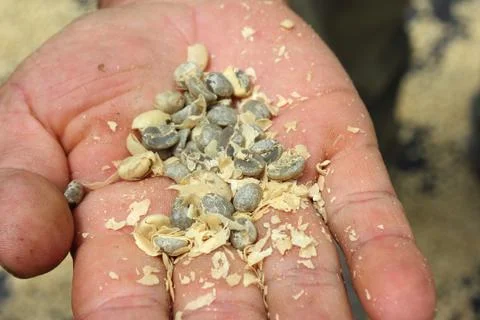 Raw coffee beans Stock Photos