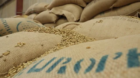 Raw coffee beans poured out of a bag close-up Stock Footage 279920464