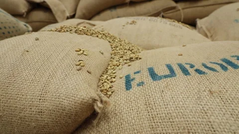 Raw coffee beans poured out of a bag close-up Stock Footage 279920526