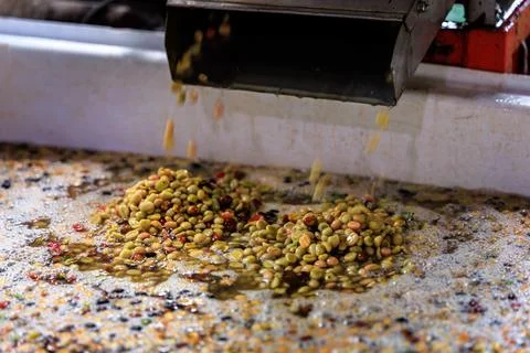 Raw Coffee Beans Processing In Water Washing Tank At Production Facility Hi.. Stock Photos