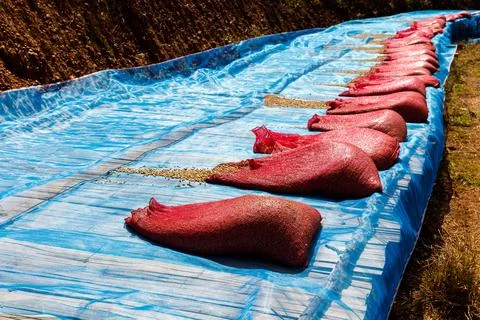 Raw Coffee Beans Sun Drying In Red Sacks On Agricultural Farm High Angle Shot Stock Photos