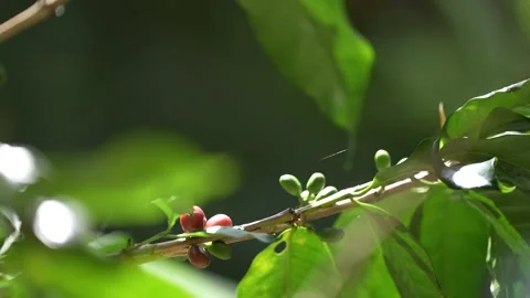 Raw coffee beans on the tree Stock Footage 262404161