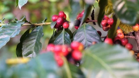Raw coffee cherries Stock Footage 82676585