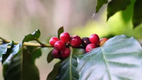 Raw coffee cherries Stock Footage 82676612