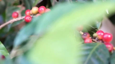 Raw coffee cherries Video stock 82676870