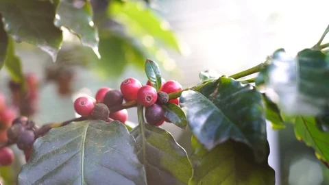 Raw coffee cherries Video stock 82676994