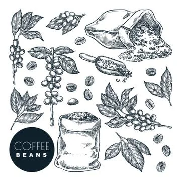 Raw coffee crop. Vector sketch illustration. Coffee berries on branch and bea Illustrazione stock