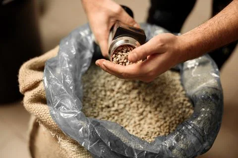 Raw coffee testing before roast Stock Photos