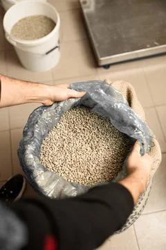 Raw coffee testing before roast Stock Photos