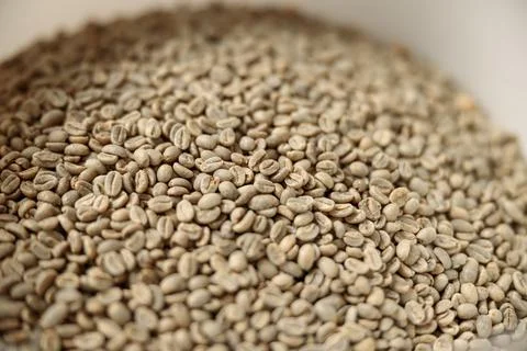 Raw coffee testing before roast Stock Photos