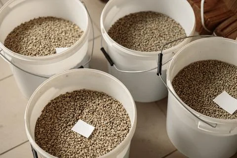 Raw coffee testing before roast Stock Photos