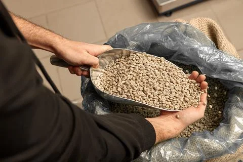 Raw coffee testing before roast Stock Photos