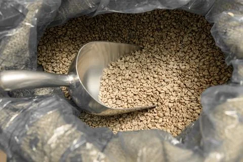 Raw coffee testing before roast Foto stock