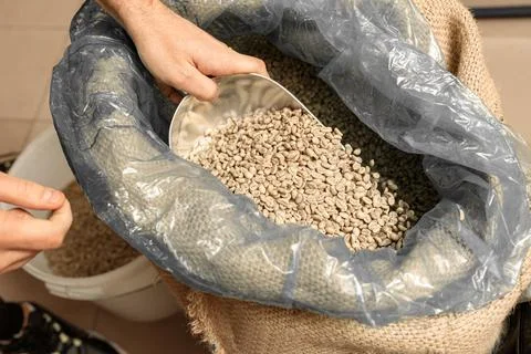 Raw coffee testing before roast Stock Photos