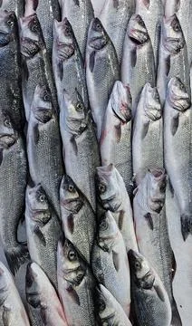 Raw cold fish in container at market Stock Photos