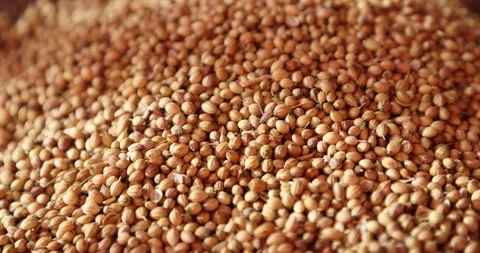 Raw coriander seeds displayed in bulk at a local market Stock Footage 324032472